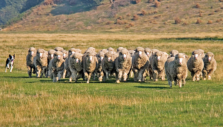 Wnzq-new-zealand-walking-3